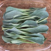Picture of Oyster Leaf Greens NCO 8oz clamshell (by volume)