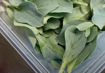 Picture of Oyster Leaf Greens NCO 8oz clamshell (by volume)