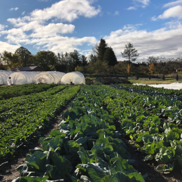 Image of Joyfully Organic's Farm